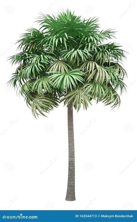 Palmera aislada en blanco stock de ilustración Ilustración de tropical