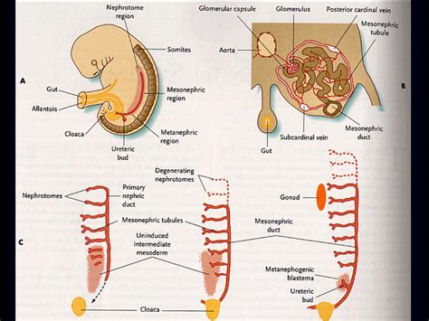 PPT Urinary System Systema Urinarium PowerPoint Presentation Free