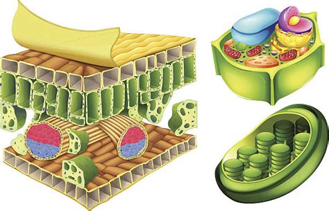 Vacuole Background Illustrations, Royalty-Free Vector Graphics & Clip ...