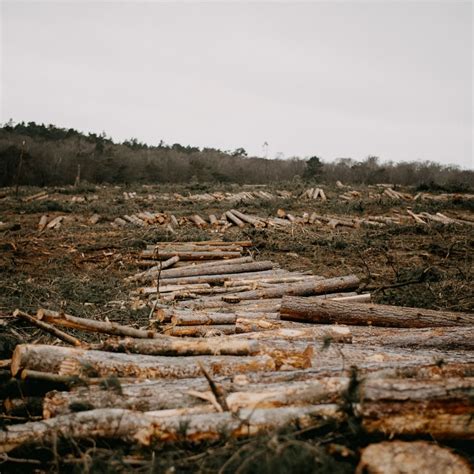 Eco Negocios ¿cÓmo Funciona El Impacto Ambiental En La PrÁctica Greendiosa