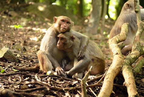 Social hormones alter monkey behavior in sex-specific ways | The ...