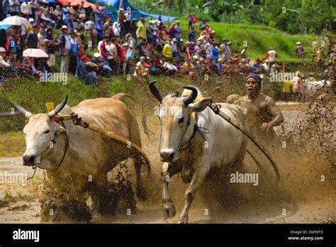 El Pacu Jawi Raza De Toro Es Un Toro De La Raza Tradicional En El