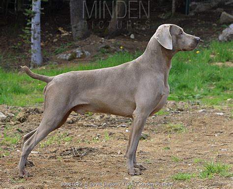 Minden Pictures Domestic Dog Weimaraner Adult Male Standing