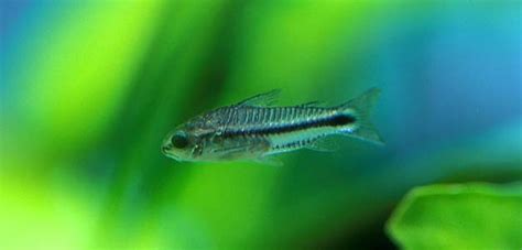 Corydoras pygmaeus – Pygmy Cory — Seriously Fish