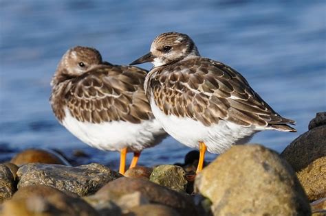 Vogelbeobachtung Beltringharder Koog