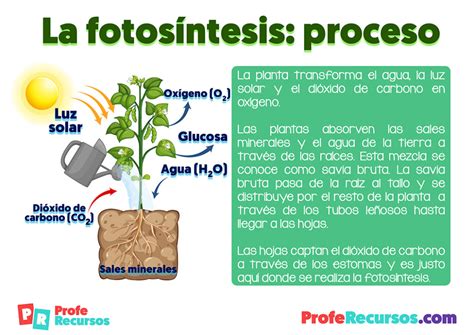 La Fotosíntesis De Las Plantas Ciencias Naturales Primaria