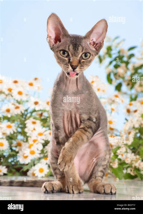 Devon Rex Cat Sitting Stock Photo Alamy