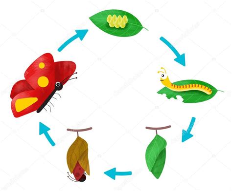 Life Cycle Of A Butterfly — Stock Vector © Achiichiii 163738930