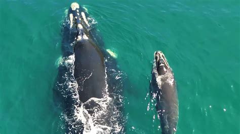 Baleia franca e filhote são flagrados em aparição rara no litoral do