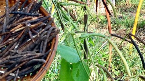 How To Grow Mung Bean Plant In Pot Growing Mung Bean From Seeds Till