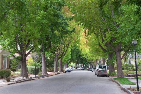 Bomen In De Straat Doen Mensen Langer Leven Ecotips