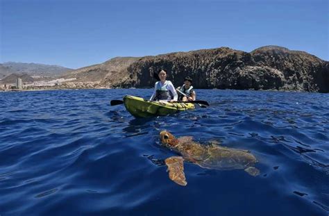 Tenerife Kayak Y Snorkel Con Delfines Y Tortugas Getyourguide