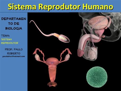 Sistema Reprodutor Humano Feminino