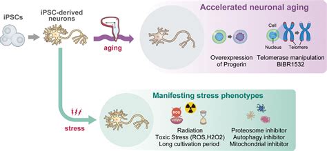 Frontiers Accelerated Neuronal Aging In Vitro Melting Watch