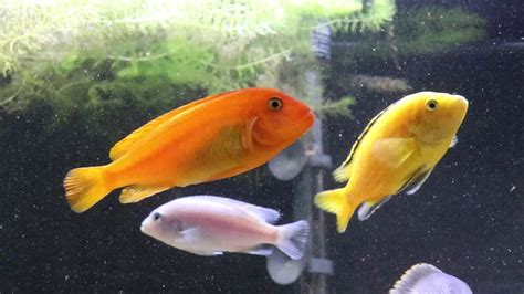 Albino Red Zebra Cichlid