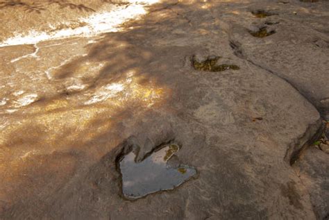 T Rex Footprint Stock Photos, Pictures & Royalty-Free Images - iStock