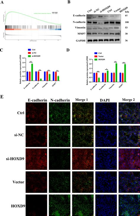 Oncogenic Activity Of Hoxd Is Via Emt In C Cells A Gsea Indicated