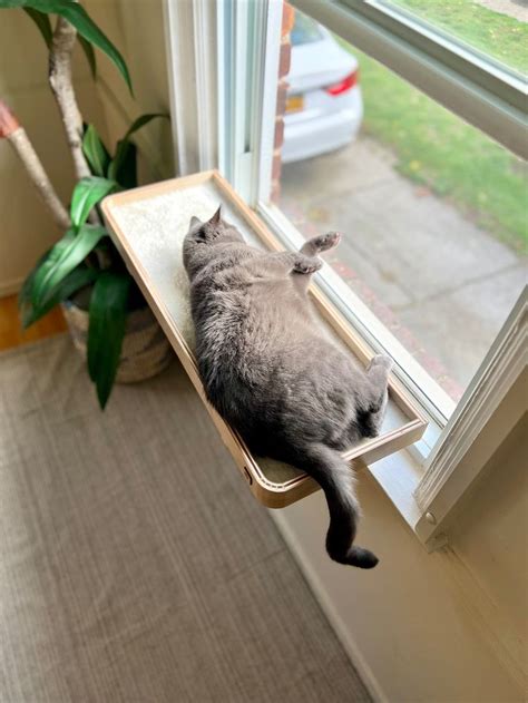 28x10 Two Cats No Problem Cat Window Perch Sturdy Safe Support Legs