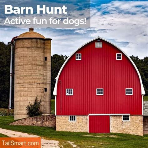 Barn Hunt 101: What It Is, How to Join, and How to Prepare Your Dog