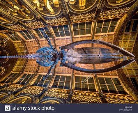 Blue Whale Skeleton Named Hope Hanging In The Hintze Hall Natural