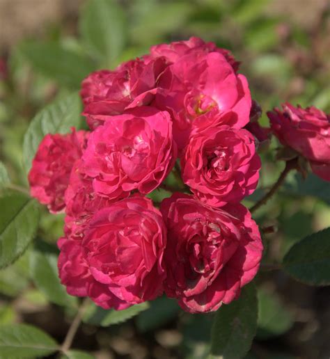 Dinky® | Szkółka Róż ROSARIUM