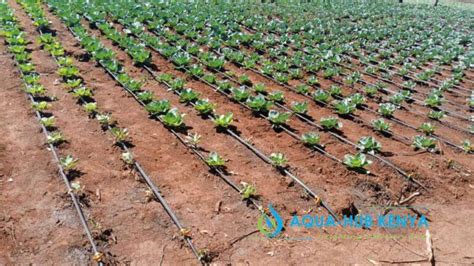 Small Scale Drip Irrigation Kits In Kenya