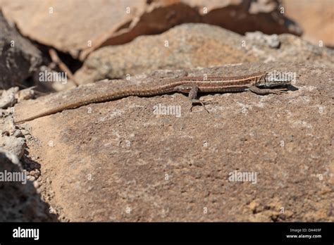 Atlantic Lizard Gallotia Atlantica Adult Basking On Rock Betancuria