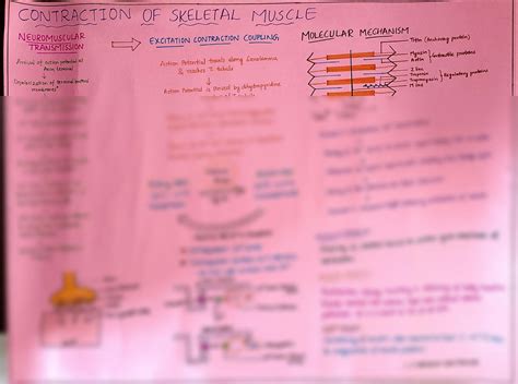 SOLUTION Concept Mapping Excitation Contraction Coupling In Skeletal