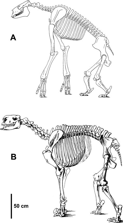 Ancylotherium Skeleton