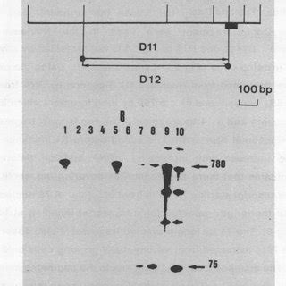 Gel Electrophoresis Fractionation Of Products Resulting From