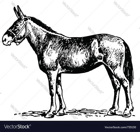 Mule Royalty Free Vector Image - VectorStock