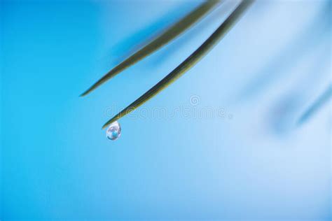 Droplets Of Frozen Water On A Branch Stock Photo Image Of Background