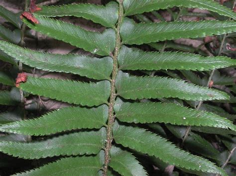 Polystichum munitum (Dryopteridaceae) image 8392 at