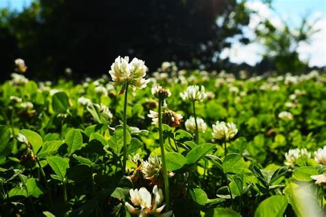 Trifolium repens trébol blanco una planta herbácea perenne de la