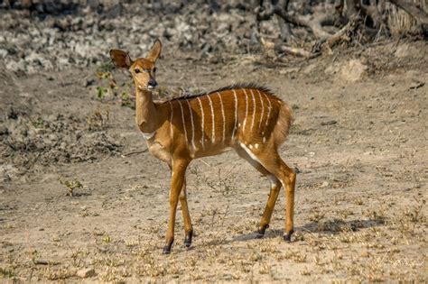 African Deer Like Animals