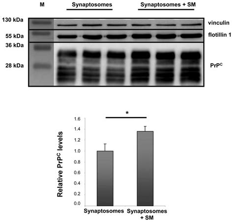 Prp C In Drms From Functional Synaptosomes Treated With Sphingomyelin