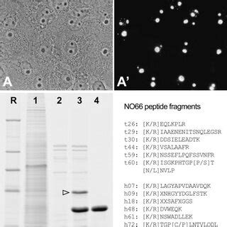 Immunological Characterization Of Mab No And Identification Of