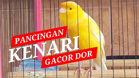 Kenari Gacor Dor Pancingan Speed Durasi Panjang YouTube