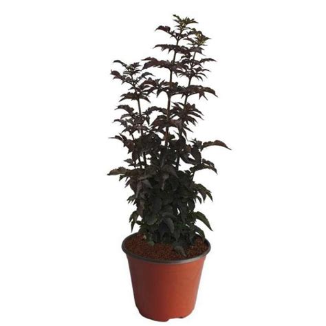 Sambucus Nigra Black Tower Vente Sureau Pourpre Au Port Colonnaire