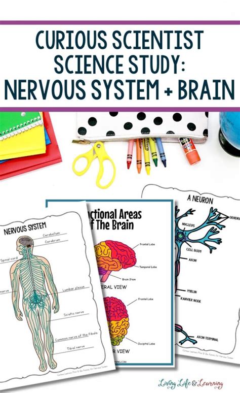 Nervous System Poster Project Multiple Colors | www.doubleaabuilders.com