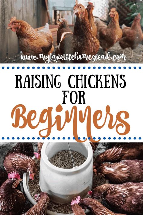 Raising Chickens for Beginners - My Favorite Homestead