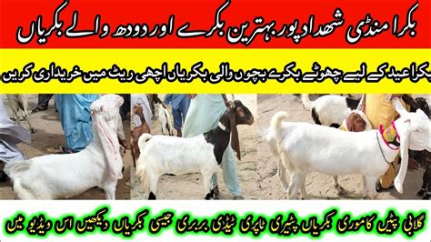 Bakra Mandi Shahdadpur Today Latest Update Date 31 07 2023 YouTube