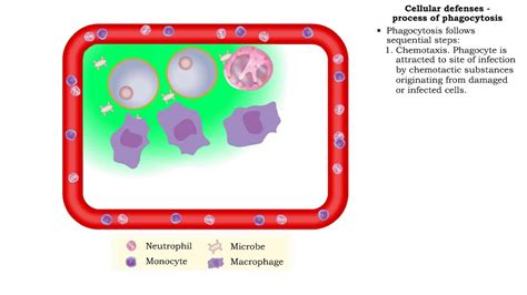 Cellular defenses (natural killer cells, phagocyte types & process of phagocytosis) - YouTube