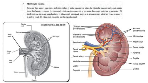 Solution Sistema Renal Studypool