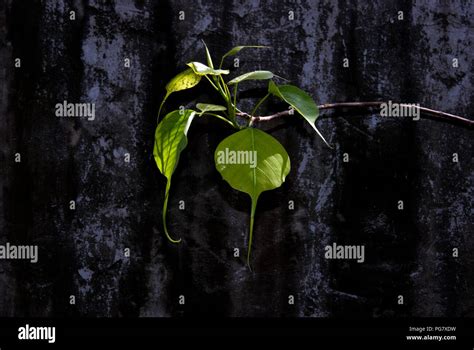 Peepal tree hi-res stock photography and images - Alamy