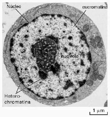 ANATOMÍA IMÁGENES REALES DE ORGÁNULOS VISTOS AL MICROSCOPIO