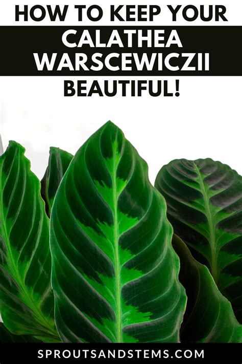 Easy Calathea Warscewiczii Care and Propagation! | Sprouts and Stems