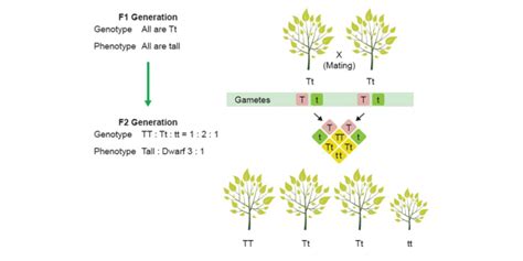 Module Heredity Beginner S Guide To Year Biology