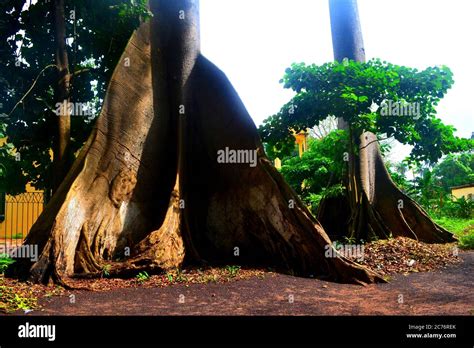 Tall Tropical Trees Hi Res Stock Photography And Images Alamy