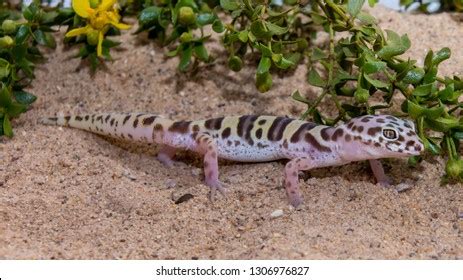 Leopard Gecko Colors Stock Photo 1306976827 | Shutterstock